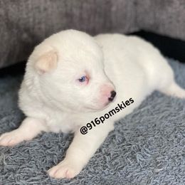Pomsky Puppies from 916 Pomskies