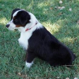Reckless BTF - Black tri female Miniature Australian Shepherd puppy in Lawton, Oklahoma from Lindsey’s Aussies