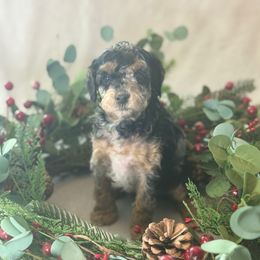 Charlotte - Merle female Cockapoo puppy in Saint Louis, Missouri from Jax Doodles