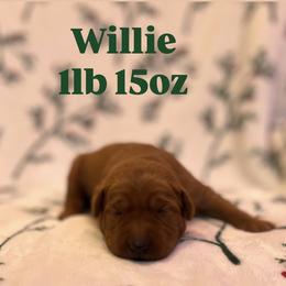 Willie - Yellow male Labrador Retriever puppy in Puyallup, Washington from 12 Door Farm Labradors