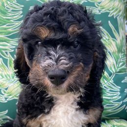 White collar - Tri-color male Bernedoodle puppy in Millsap, Texas from Gaston’s Posh Poodles and Doodles