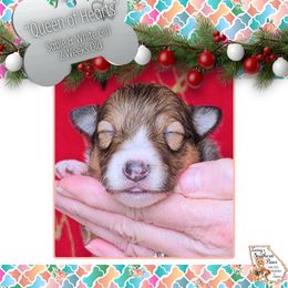 Girl 2 - Queen of Hearts - Sable and white female Shetland Sheepdog puppy in Elberton, Georgia from Ioney's Southern Paws Shelties, Frenchies, and Yorkies