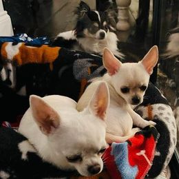 Chihuahua All Grown Up from OneLove Chihuahuas