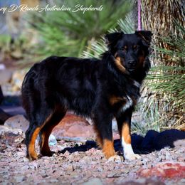 Oberon - Black tri-color male Australian Shepherd puppy in Pima, Arizona from Lazy D Ranch Australian Shepherds