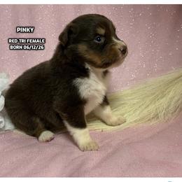 Pinky - Red tri-color female Australian Shepherd puppy in Bethany, Connecticut from Wynter Thyme Manor Australian shepherds