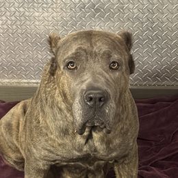 ERICA - Cane Corso