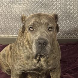 ERICA - Cane Corso