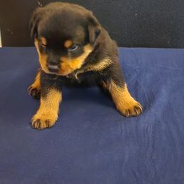 Boy 4 - Rottweiler puppy in Houston, Texas from Wards Pups