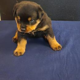 Boy 4 - Rottweiler puppy in Houston, Texas from Wards Pups