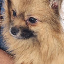 Pomeranian Puppies from BabyBooPoms