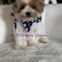 Donatello - Parti male Maltipoo puppy in Hesperia, California from McCraws N Paws