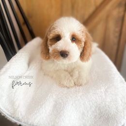 Henry - Parti male Maltipoo puppy in Huntsville, Texas from Nelson Creek Farms