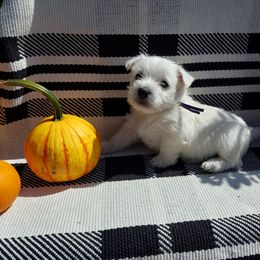 Purple Girl - White female West Highland White Terrier puppy in Macy, Indiana from Country Grove Breeding LLC