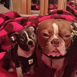 Boston Terrier and French Bulldog Puppies from Reds Studio