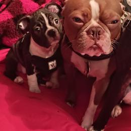 Boston Terrier and French Bulldog Puppies from Reds Studio
