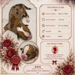 Anthony Bridgerton - Red merle and white male American Corgi puppy in Lake Havasu City, Arizona from London Bridge Corgis