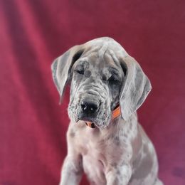Great Dane Puppies from Bellaire Great Danes
