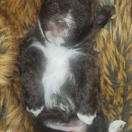 Jolene - Brown and white female Shichon puppy in St. Johns, Florida from Log Cabin Teddy Bears
