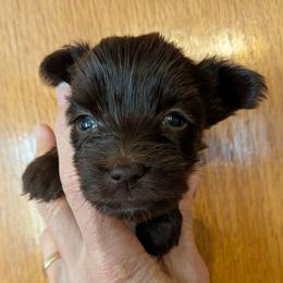 Darling - Liver female Yorkshire Terrier puppy in Gatesville, Texas from KontryKritterz Yorkies