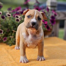 Boy 1 - Red American Staffordshire Terrier puppy in Springfield, Illinois from Prairieland Kennels