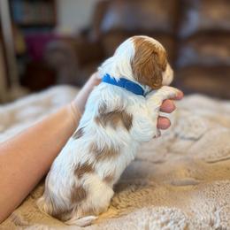 Chase - Blenheim male Cavapoo puppy in Brandenburg, Kentucky from Bluegrass River Newfoundlands