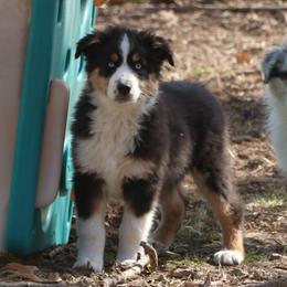 Isaiah - Black tri-color male Australian Shepherd puppy in Leavenworth, Kansas from Silverbrook Australian Shepherds