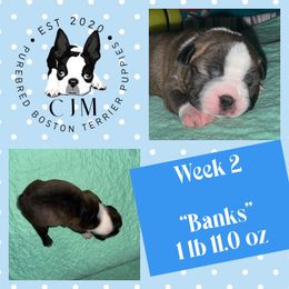Banks - Red male Boston Terrier puppy in Jupiter, Florida from CJM Boston and Boxer Puppies