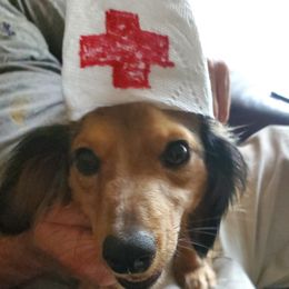 Dachshund puppies from Asperida Spinoni and Dachshunds