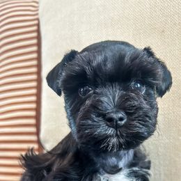 Conrad - Black and silver male Miniature Schnauzer puppy in Cheney, Washington from Rolling Hills Schnauzers