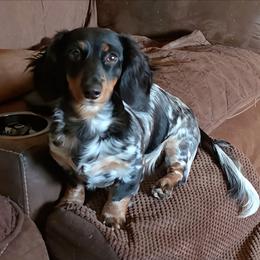 Nelly - Dachshund