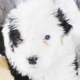 Boy 5 - Black and white male Old English Sheepdog puppy in Missouri from Roland Hills Farm