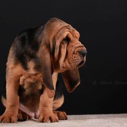 Bloodhound and Mastiff Puppies from Teoc Bloodhounds and Mastiffs