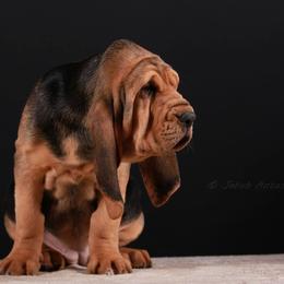 Bloodhound and Mastiff Puppies from Teoc Bloodhounds and Mastiffs