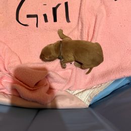 Golden Retriever Puppies from St. Paul Goldens