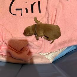 Golden Retriever Puppies from St. Paul Goldens