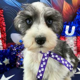 Nala - Parti female Miniature Schnauzer puppy in Sylvania, Georgia from Southern Sky Miniature Schnauzers