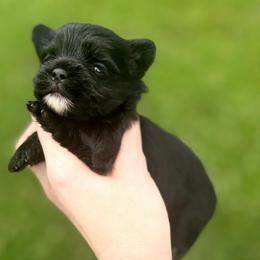 Tiny Teddy - Black and gold male Yorkshire Terrier puppy in Hope, Indiana from DJ Yorkies