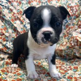 Axel - Black and white male Boston Terrier puppy in Fillmore, Illinois from Wind Hill Puppies