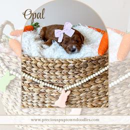 Opal - Red  female Goldendoodle puppy in Bell Buckle, Tennessee from Precious Puptown Doodles
