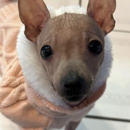 American Hairless Terrier Puppies from Hearts Companions