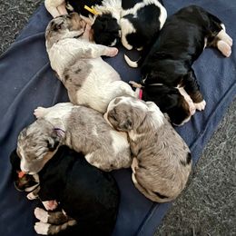 Bernedoodle and Goldendoodle Puppies from Brunsman Country Doodles LLC