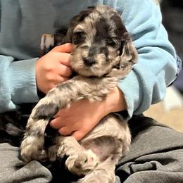 Aspen - Merle female Goldendoodle puppy in Kansas City, Missouri from Beary GoldenDoodles