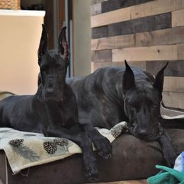 Great Dane Puppies from VanDelft Danes