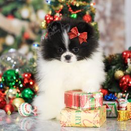 AKC Quella Free flight to Boise Idaho & LAX - Tri-colored female Pomeranian puppy in Sacramento, California from My Precious Poms