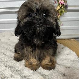 AKC Piper - Sable female Shih Tzu puppy in Elgin, South Carolina from Silver Bells Paw Prints