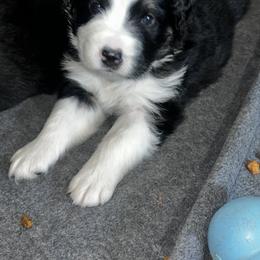 Australian Shepherd Puppies from Hamilton Farms