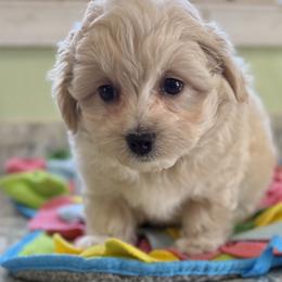 Saffron - Apricot female Maltipoo puppy in Colonial Beach, Virginia from BeachRidge Pups