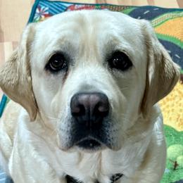 Twinkie - Labrador Retriever