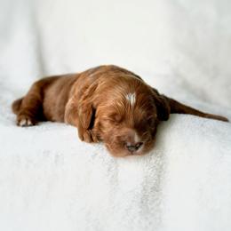 Goldendoodle Puppies from Blissful Doodles
