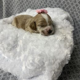 Girl 1 - Buff and white female Cockapoo puppy in Golden, Mississippi from Two Creeks Farm Poodles & Doodles